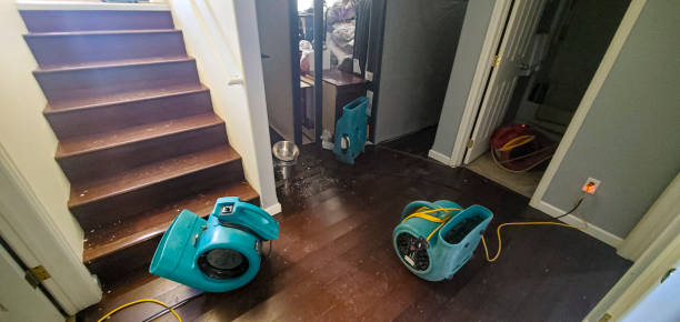 Best Mold removal after water damage  in Sorrento, LA