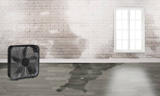 Best 24/7 water damage repair  in Sorrento, LA