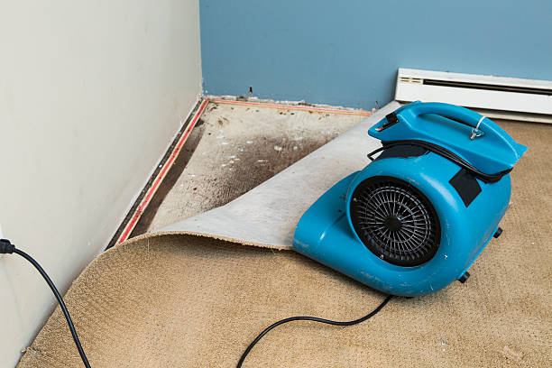 Best Local water damage restoration  in Sorrento, LA
